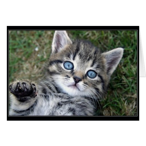 Gatito de "Hewwo" Tarjeta