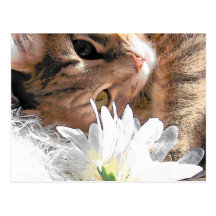 Gatito de la postal