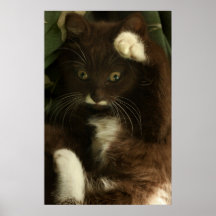 Gatito de la suerte poster