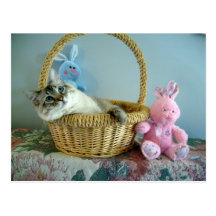 gatito de los conejitos n en postal de la cesta