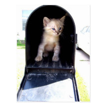 Gatito de Orlando en correo Tarjetas Postales