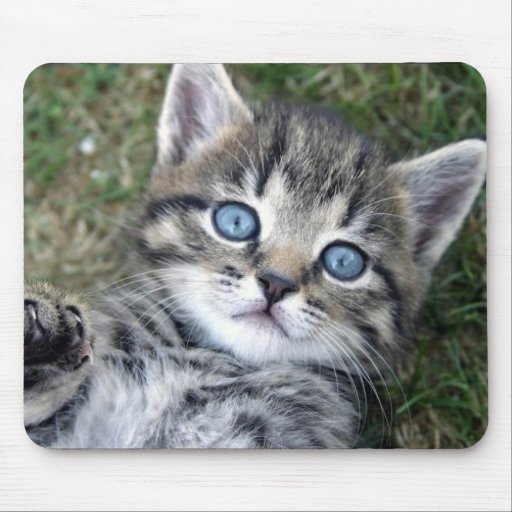Gatito de plata de ojos azules adorable Mousepad d