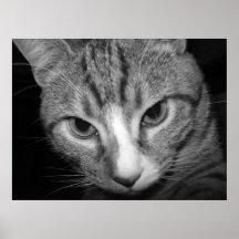 Gatito de Purty Impresiones