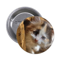 Gatito del calicó del Heterochromia Pin