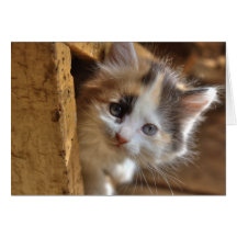 Gatito del calicó del Heterochromia Tarjeta