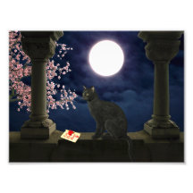 Gatito del claro de luna arte fotográfico