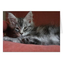 Gatito del Coon de Maine, un puss joven soñoliento Felicitacion
