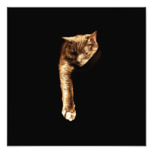 Gatito del gatito fotografías  
