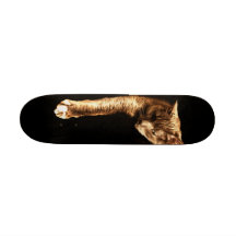 Gatito del gatito tablas de patinar