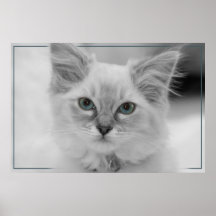 gatito del ragdoll impresiones