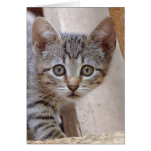Gatito del Tabby Felicitación