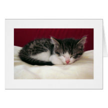 Gatito del tiempo del panal tarjetas
