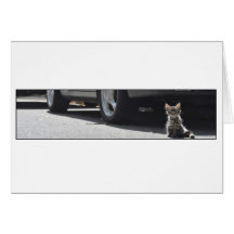 gatito del woolloomooloo tarjeton
