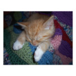 Gatito el dormir fotografias