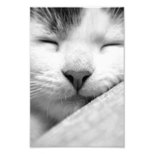 Gatito el dormir impresion fotografica