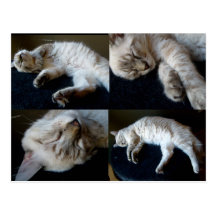 Gatito el dormir tarjetas postales