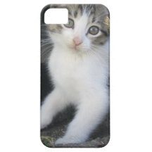 Gatito en el caso del iPhone de la granja iPhone 5 Protectores