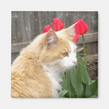 Gatito en el imán de los tulipanes