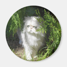 Gatito en la hierba iman de nevera