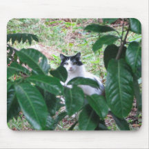 Gatito en las hojas tapetes de raton