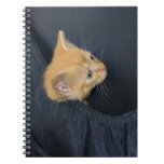 Gatito en maleta libros de apuntes con espiral