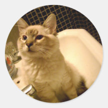 gatito en pegatina del fregadero
