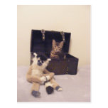 gatito en postal del tronco