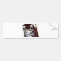 Gatito Etiqueta De Parachoque