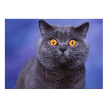 Gatito fantasmagórico con los ojos abiertos invitacion personal 