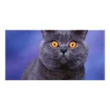 Gatito fantasmagórico con los ojos abiertos tarjetas fotográficas personalizadas
