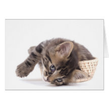 gatito felicitación
