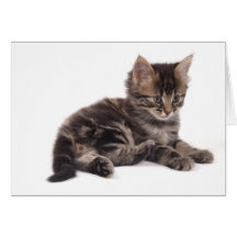 gatito felicitaciones