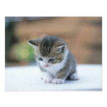 Gatito lindo anuncios personalizados