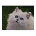 Gatito lindo curioso tarjetas postales