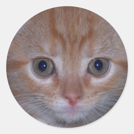 Gatito lindo etiqueta