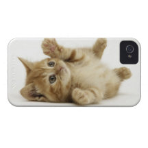Gatito lindo iPhone 4 cárcasa