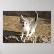 Gatito lindo impresiones
