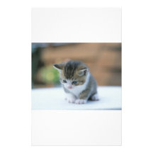 Gatito lindo  papeleria
