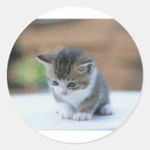 Gatito lindo pegatinas  