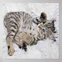 Gatito lindo posters