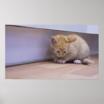 Gatito lindo posters