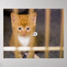 Gatito lindo posters