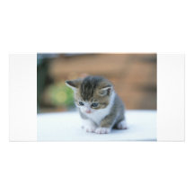 Gatito lindo tarjetas personales