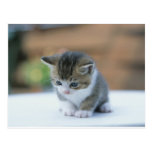 Gatito lindo tarjetas postales