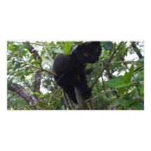 Gatito negro en un árbol tarjeta con foto personalizada