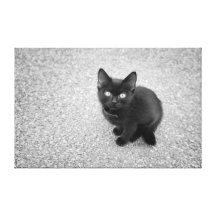 Gatito negro lindo impresiones en lona