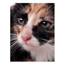 Gatito perdido postal