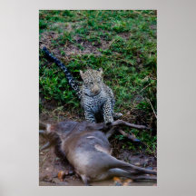 Gatito posesivo poster