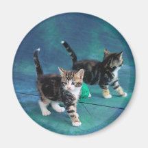 Gatito precioso en un espejo 61 imán para frigorífico