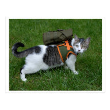 Gatito que acampa postal